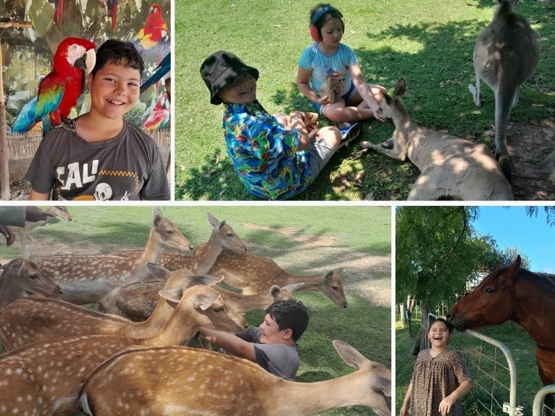A collage of photos. Top left is a boy smiling with a macaw on his shoulder, top right is a boy and girl sitting down feeding kangaroos, bottom left is a boy falling back as deer surround him and bottom right is a horse nibbling a girls hair